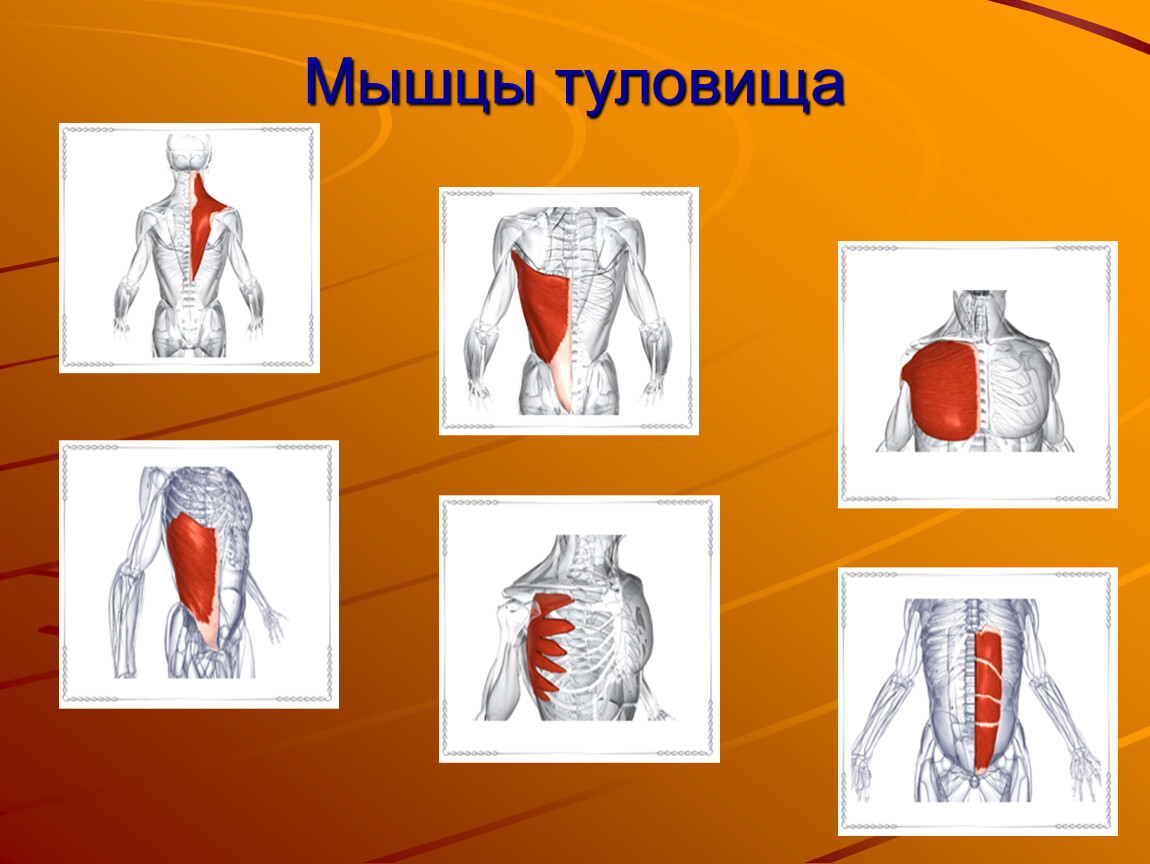 Урок мышцы