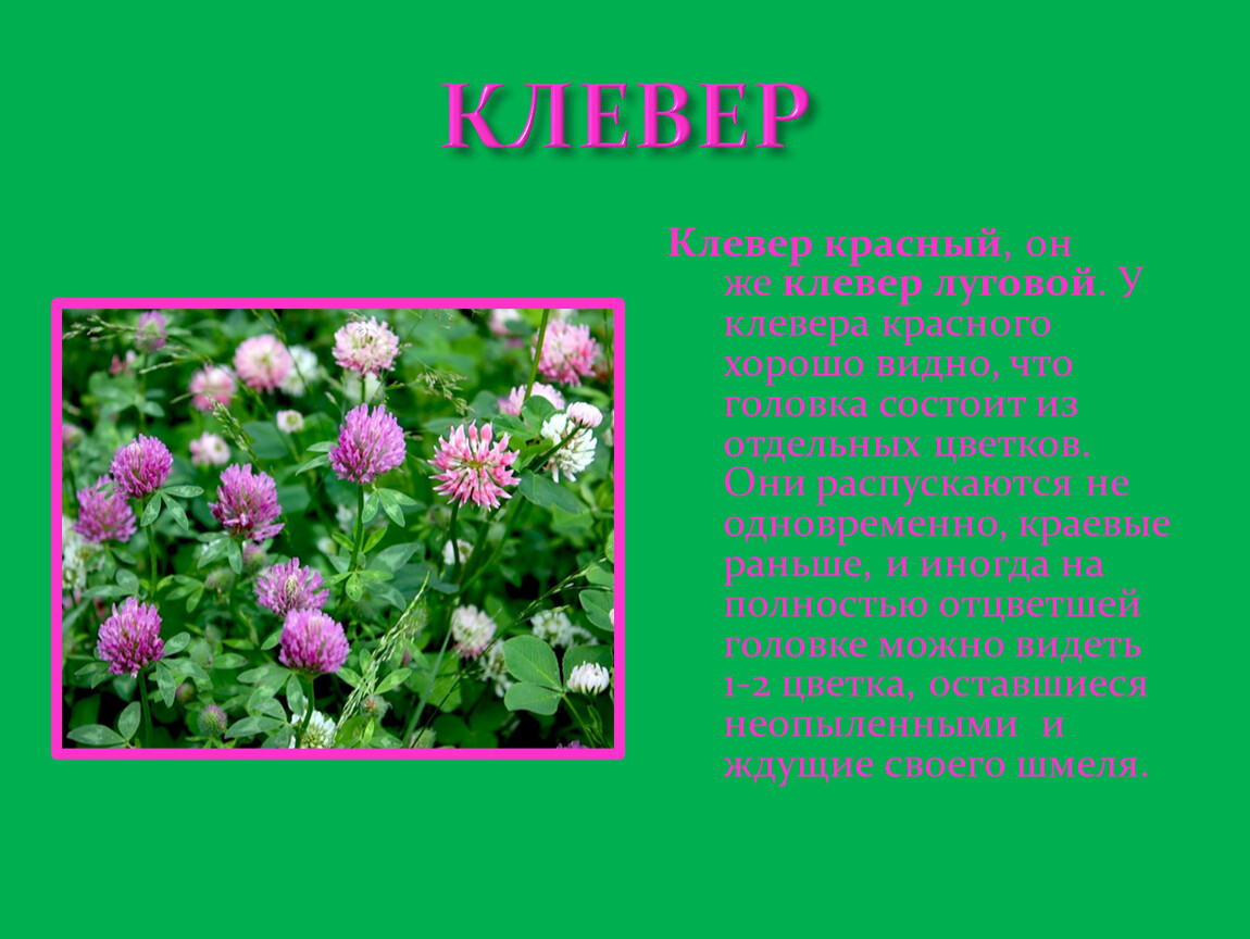 Клевер луговой класс. Клевер информация о растении. Доклад про Клевер. Растения Луга Клевер для дошкольников. Рассказ о клевере.