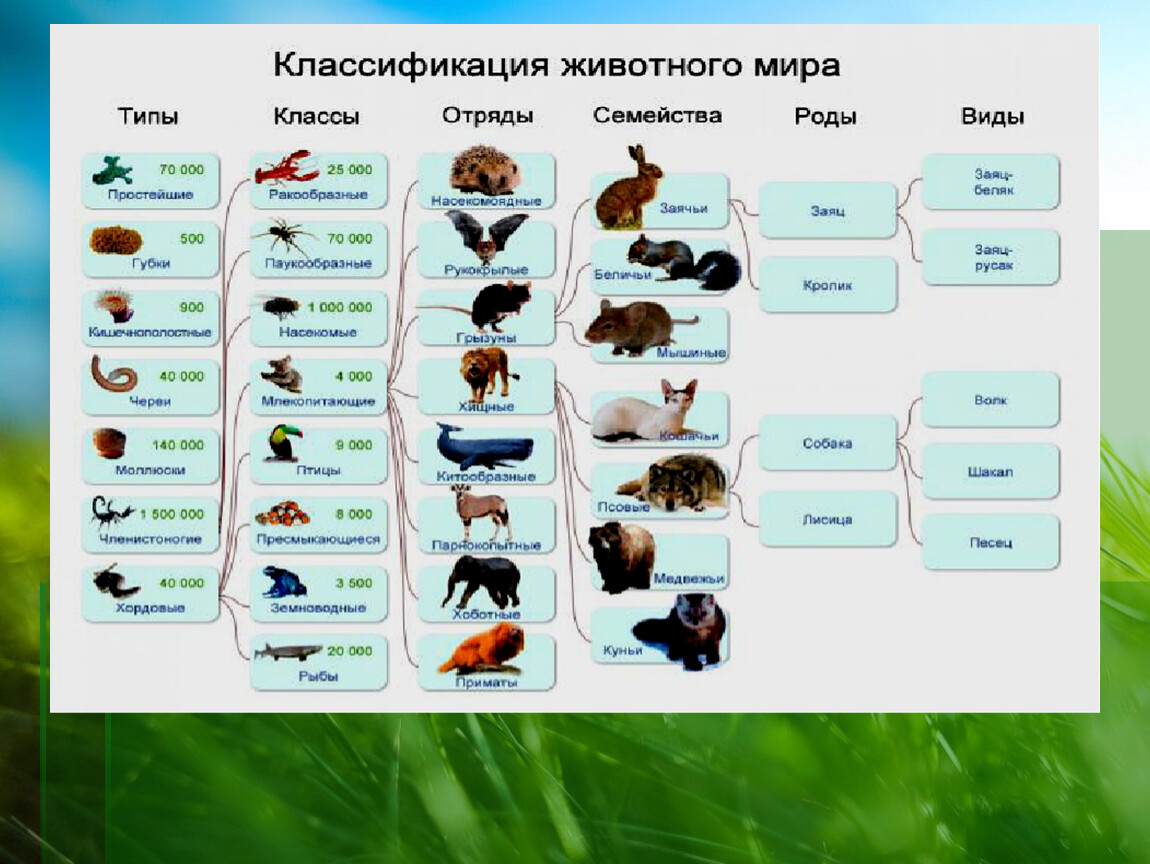 Животный мир виды классы. Животные классификация для детей. Типы классы отряды животных. Классификация групп животных. Разные группы животных.