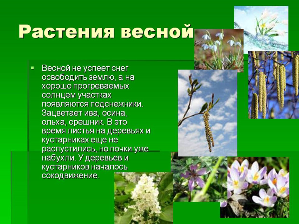 Изменения с приходом весны. Весенние изменения растений. Доклад растения весной.