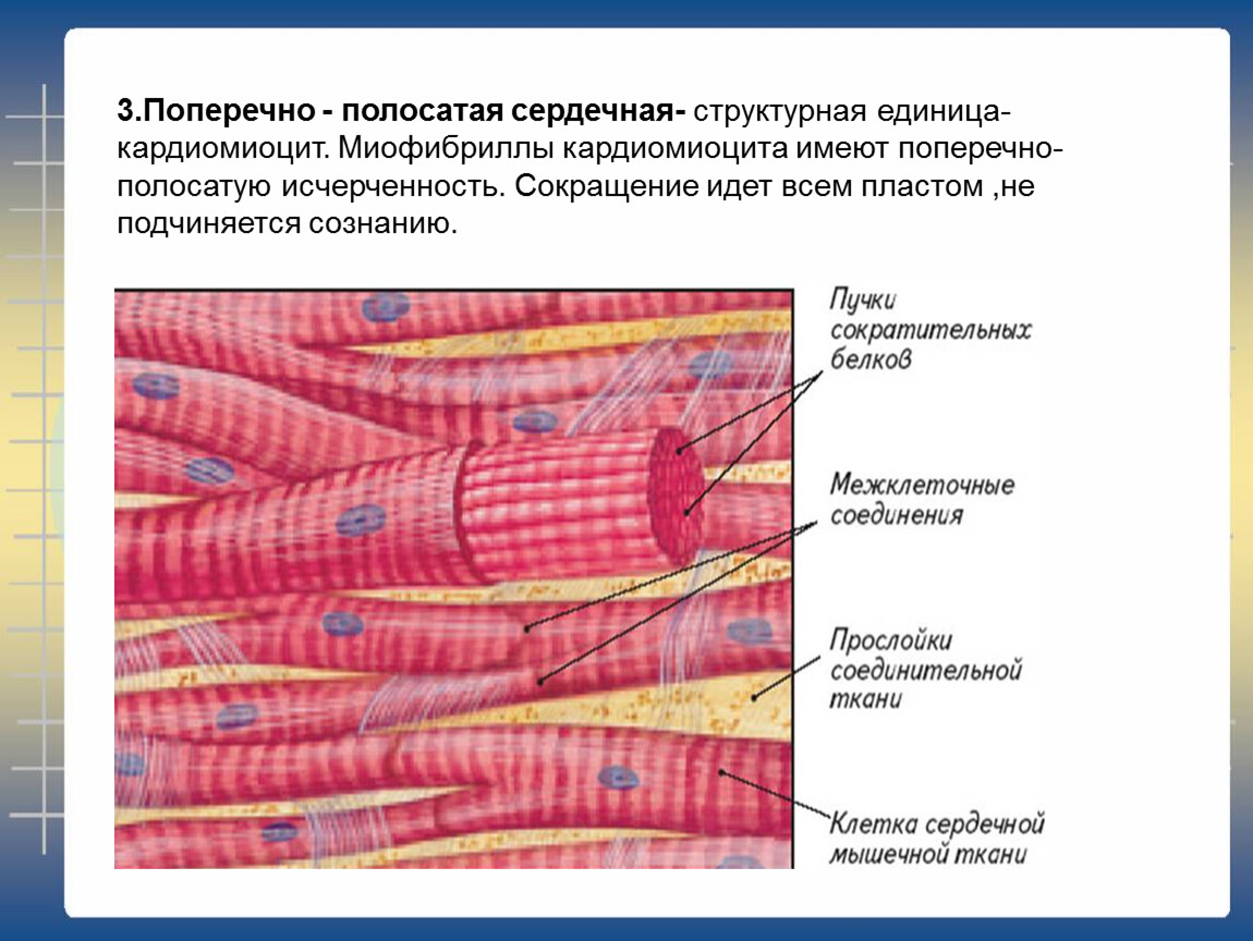 Структурная единица ткани. Схема строения сердечной поперечнополосатой мышечной ткани. Сердечная мышечная ткань гистология миофибриллы. Кардиомиоциты поперечно полосатая. Сердечная мышечная ткань кардиомиоциты.