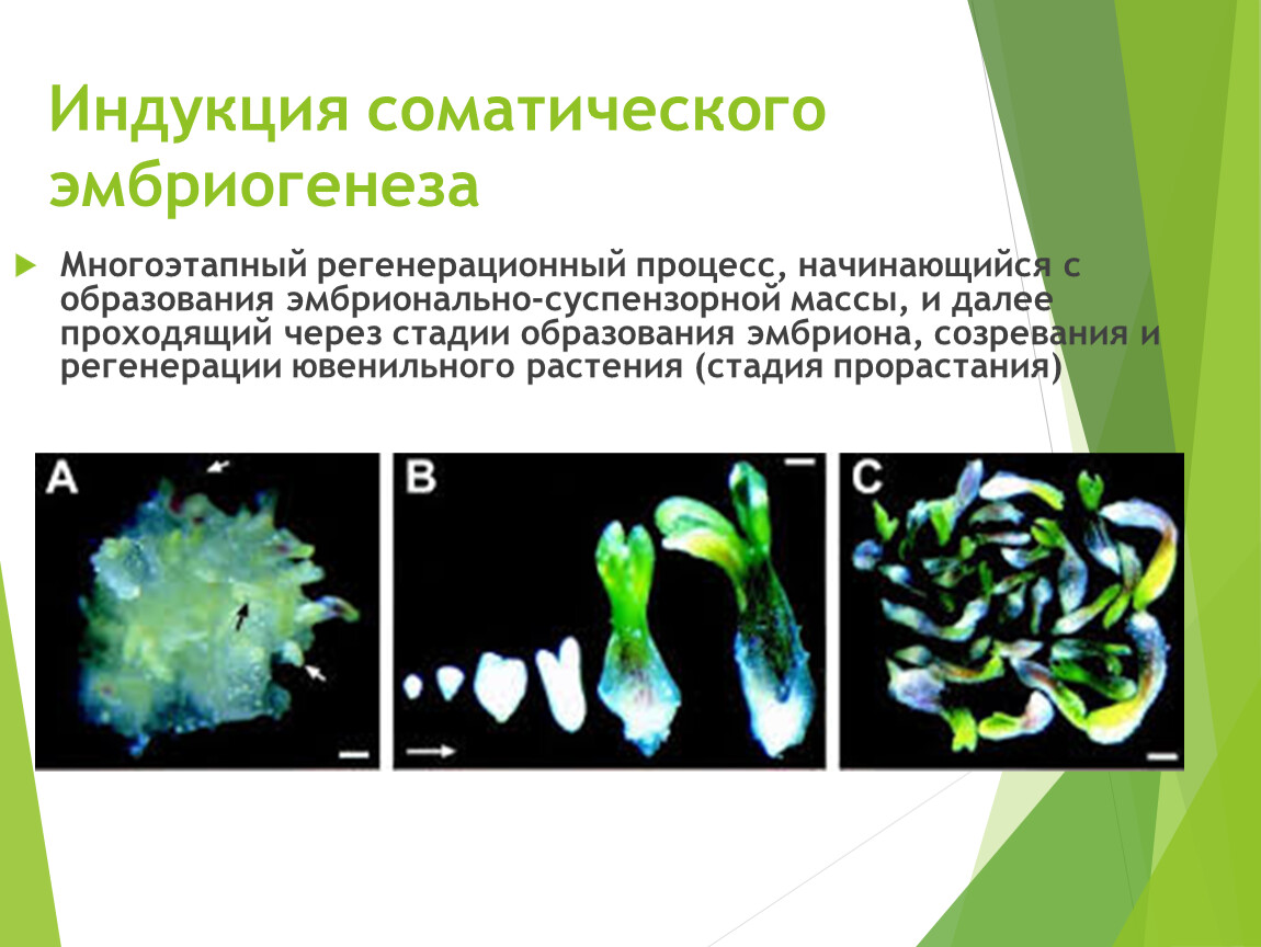 Микроклональное размножение растений презентация