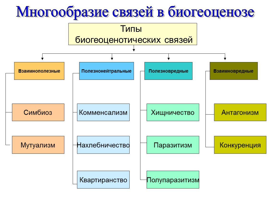 Типы взаимодействия людей пример. Многообразие связей в биогеоценозе таблица. Многообразие связей в биогеоценозе. Типы связей в биогеоценозе. Взаимоотношения организмов в биогеоценозе.