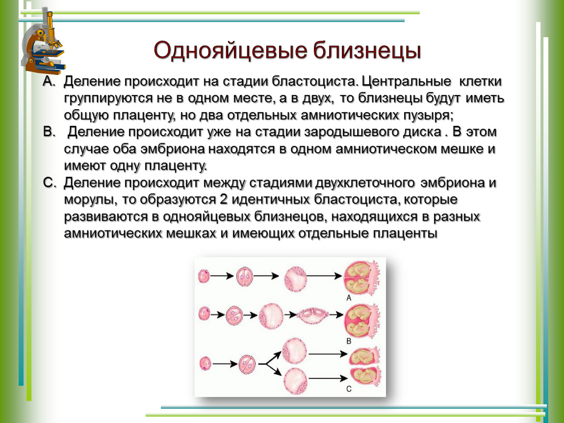 Происходит одно деление. Двуяйцевые Близнецы это. Однояйцевые Близнецы. Двух яйцейные Близнецы. Возникновение однояйцевых близнецов.