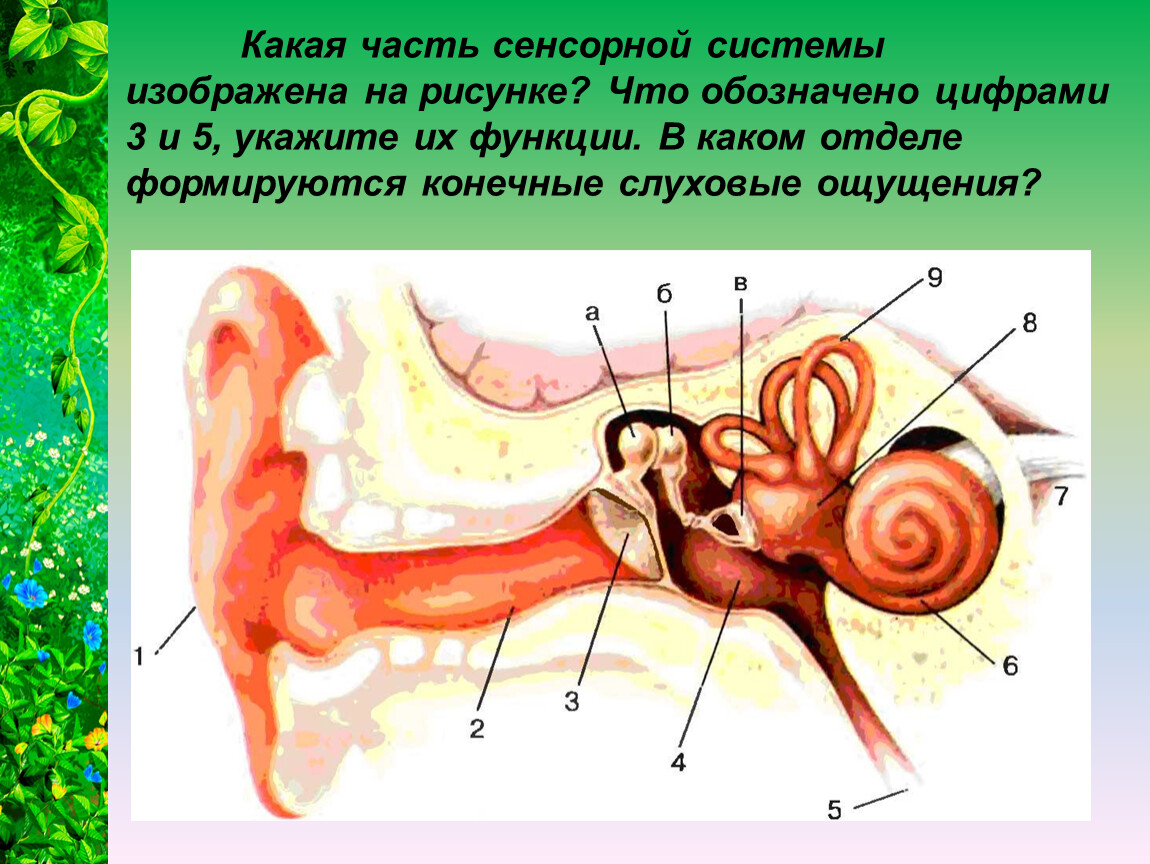 Строение ухо и вестибулярный аппарат