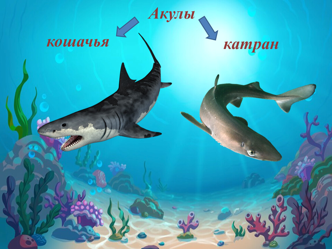 Кошачья акула черного моря