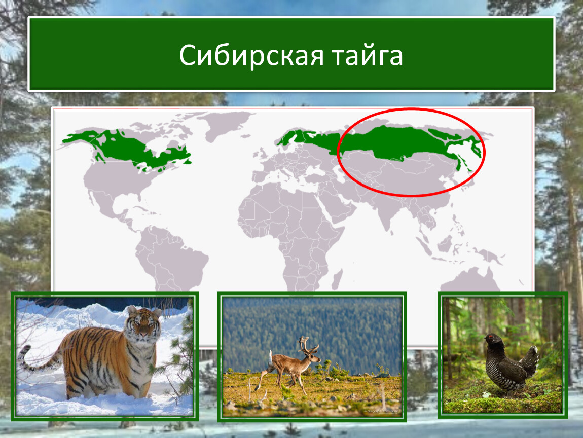 На каких материках расположена тайга. Тайга на карте. Тайга на карте России. Сибирская Тайга на карте. Тайга изображение на карте.