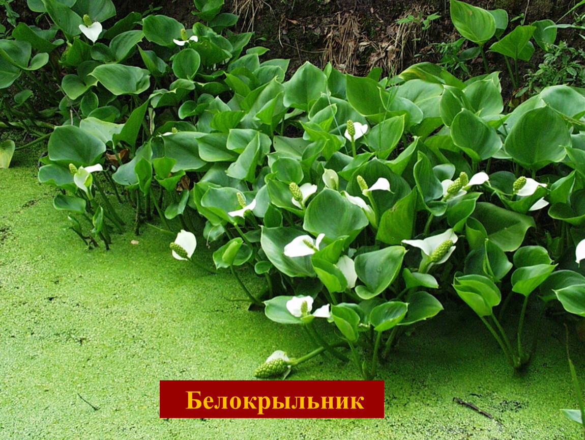 Белокрыльник