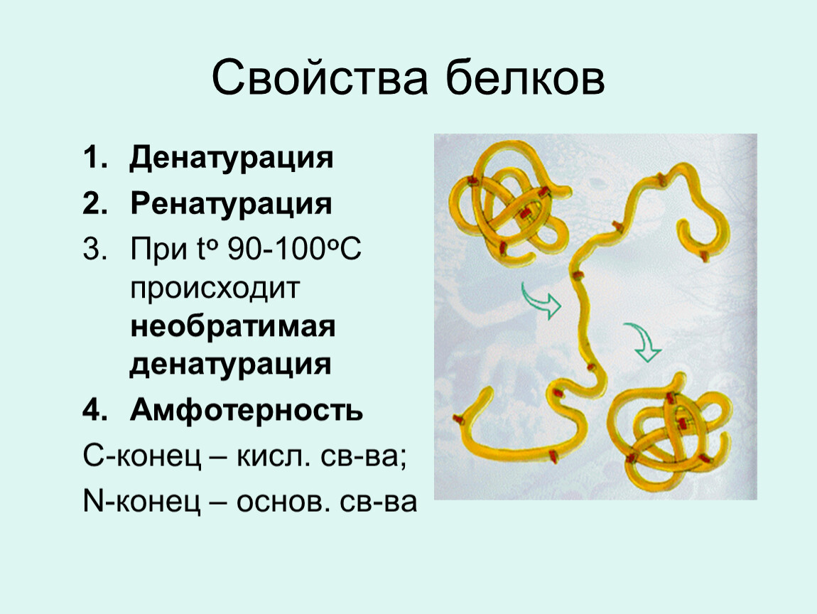 Свойства белков в природе. Характеристика денатурации белка. Свойства белков денатурация. Свойства белков денатурация и ренатурация. Денатурация и ренатурация белка.