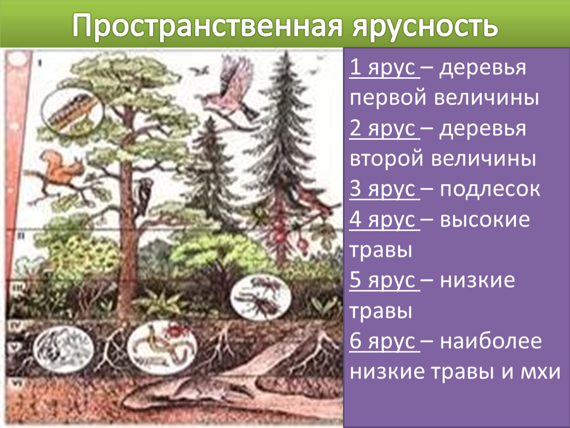 Ярусное строение природного сообщества. Ярусная структура Лесной экосистемы. Яруса растений в биоценозе. Ярусность лесного биоценоза. Пространственная структура биоценоза ярусность.