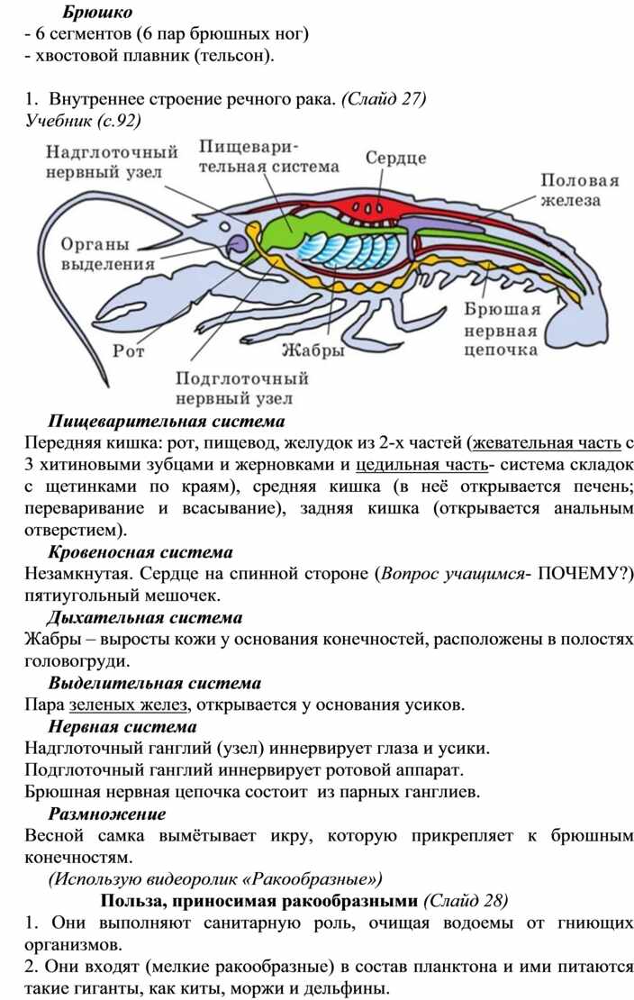 Членистоногие план конспект