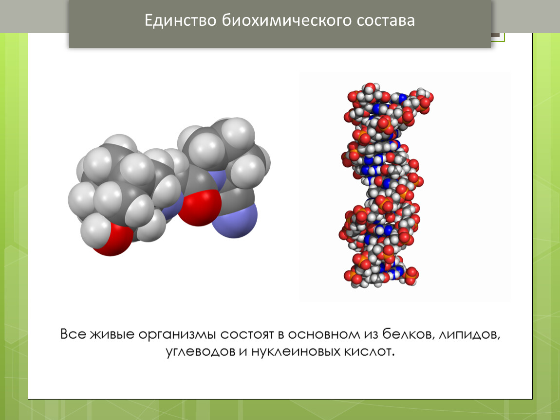 Комплексы белков