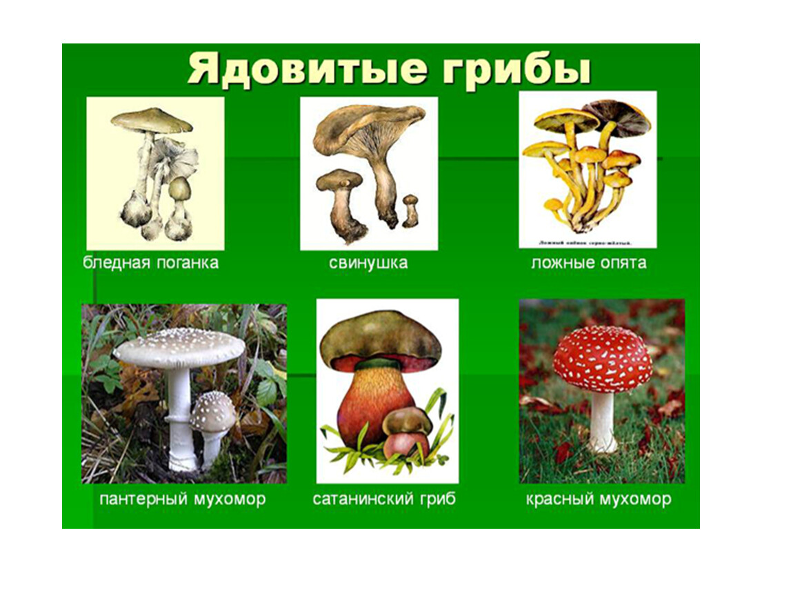 Несъедобные лесные грибы 2. Проект Лесные опасности несъедобные грибы. Несъедобные грибы в лесу названия. Несъедобные грибы Лесные названия. Несъедобные грибы 2 класс окружающий мир.