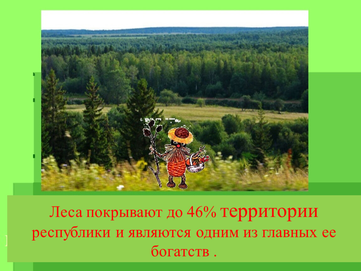 Занята леса. Представители растительного мира Удмуртии. Леса занимают половину ее территории. Почти половина территории Удмуртии покрыто лесами. Викторина Флора и фауна удмуртского края.