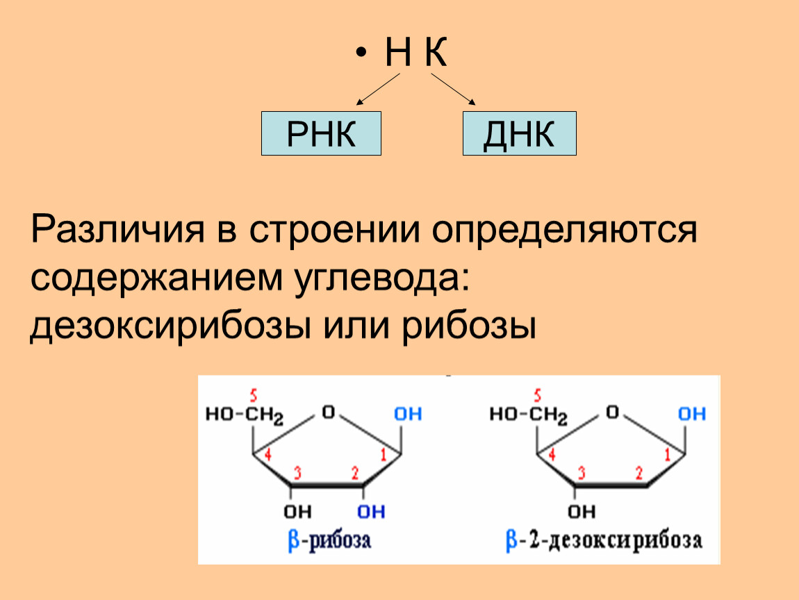 Строение рибозы. Дезоксирибоза отличие от рибозы формула. Дезоксирибоза нуклеиновая кислота. Рибоза в РНК. Структура рибозы и дезоксирибозы.
