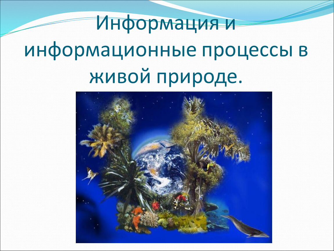 Необходимость процессов в природе. Информационные процессы в живой природе. Процессы живой природы. Информация в живой природе. Информация и информационные процессы в природе.