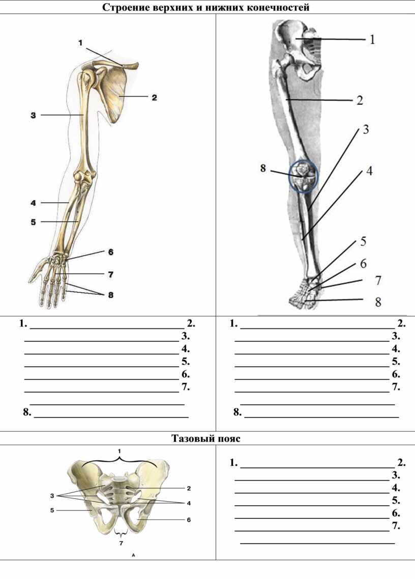 Строение костей верхней и нижней конечности.