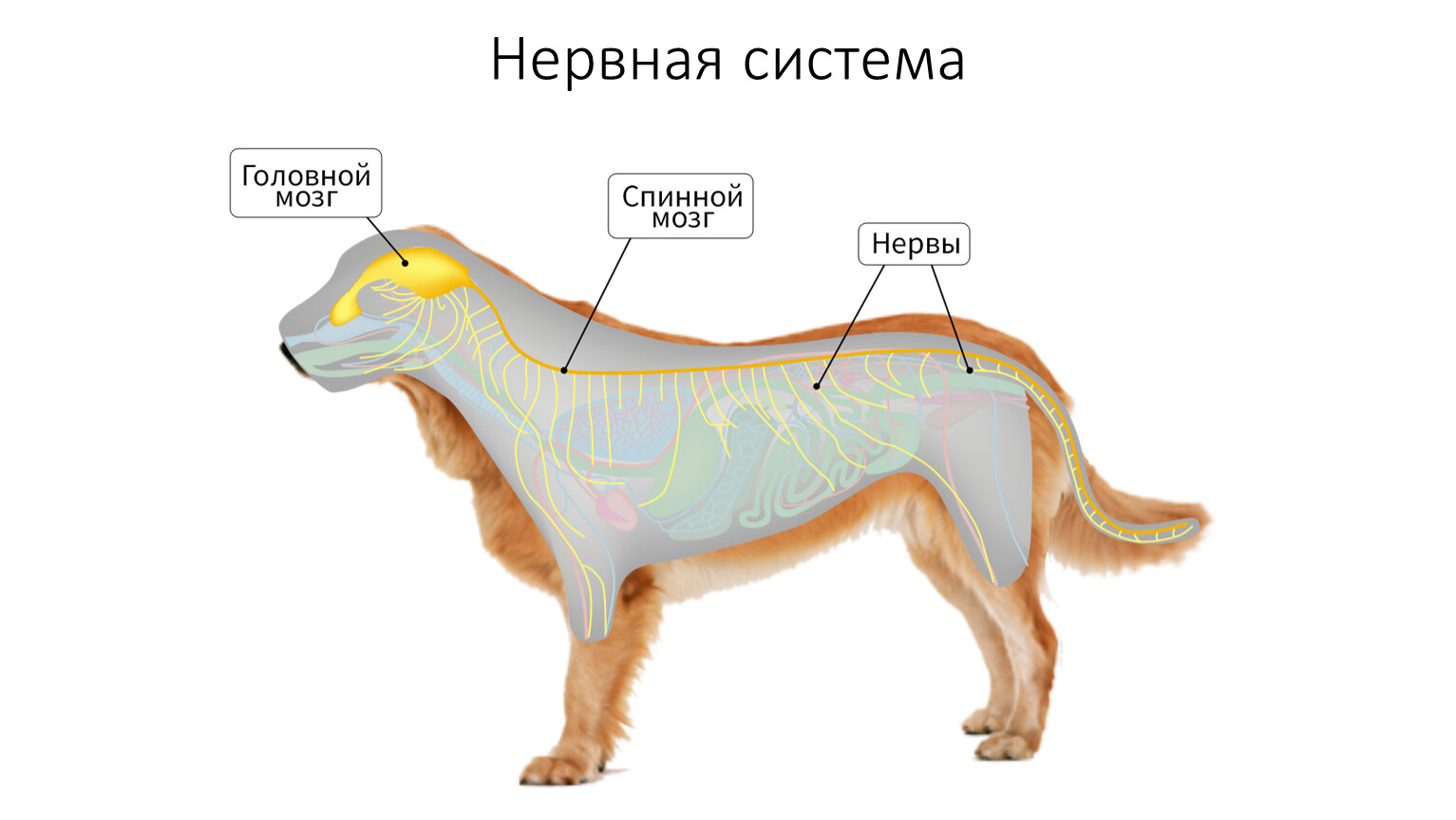 Нервная система и органы чувств млекопитающих. Нервная система млекопитающих собака. Нервная система млекопитающих 7 класс. Центральная нервная система собаки. Центральная нервная система млекопитающих.