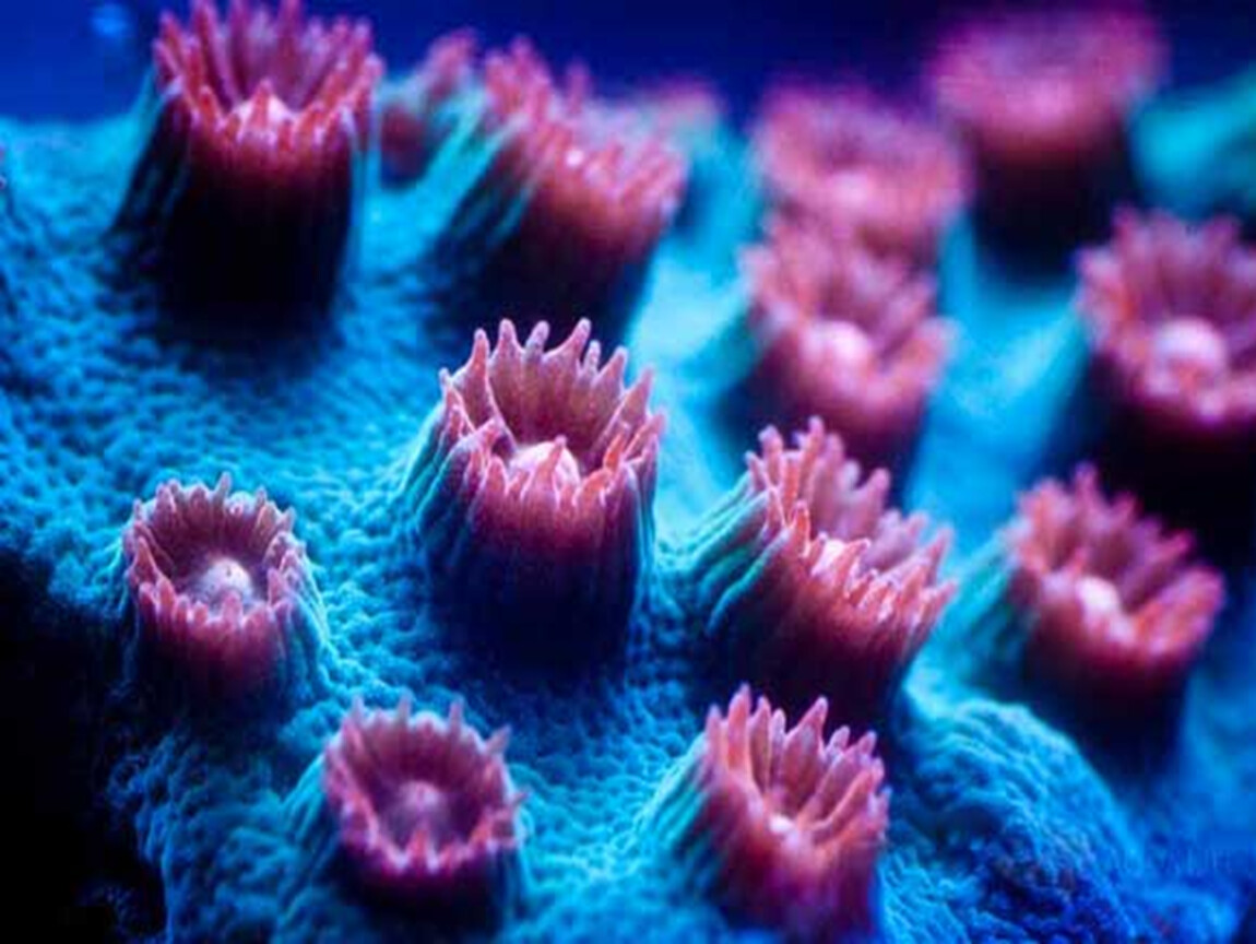 Кишечнополостные водоросли. Коралловые полипы Кишечнополостные. Шестилучевые коралловые полипы. Коралловые полипы фильтраторы. Коралловые полипы кораллы.