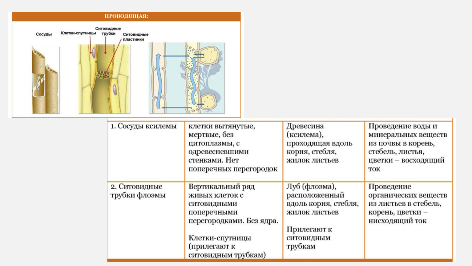 Функции ксилемы и флоэмы