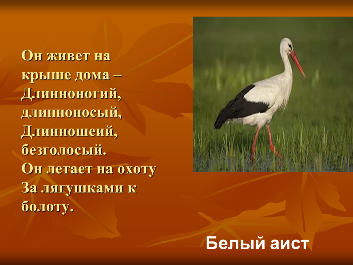 Безголосый. Длинноногий длинноносый длинношеий безголосый. Аист Аист Длинноногий. Белый Аист Длинноногий. Он живет на крыше дома Длинноногий длинноносый.