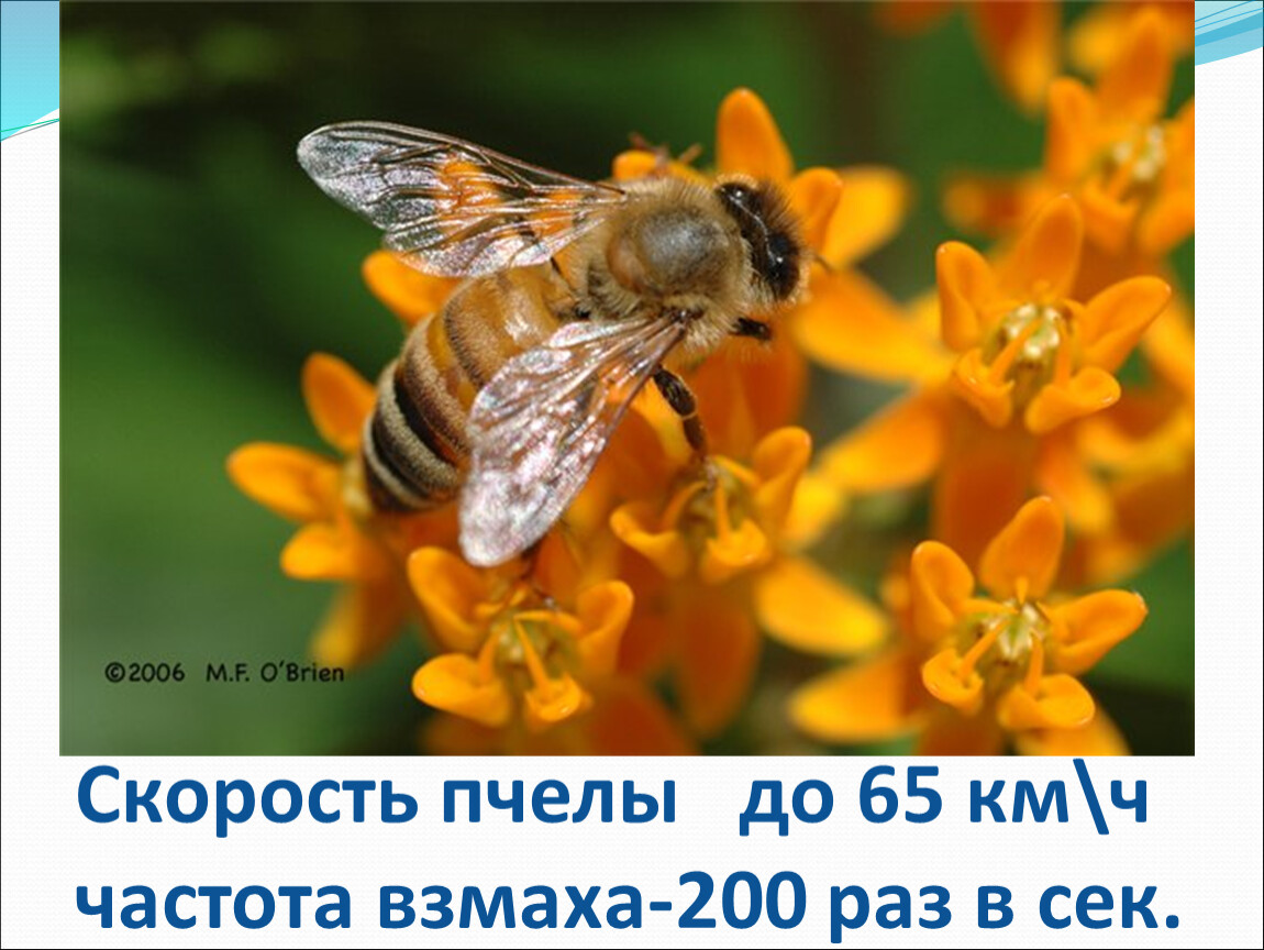 День пчел презентация