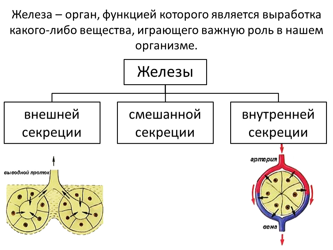 Схема железа. Железа орган. Железы внешней внутренней и смешанной секреции. Железы внешней секреции имеют протоки.