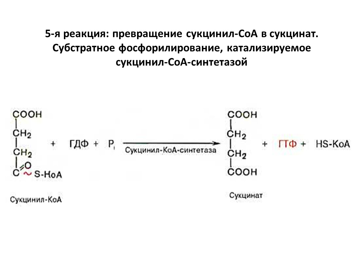 Субстратное фосфорилирование презентация