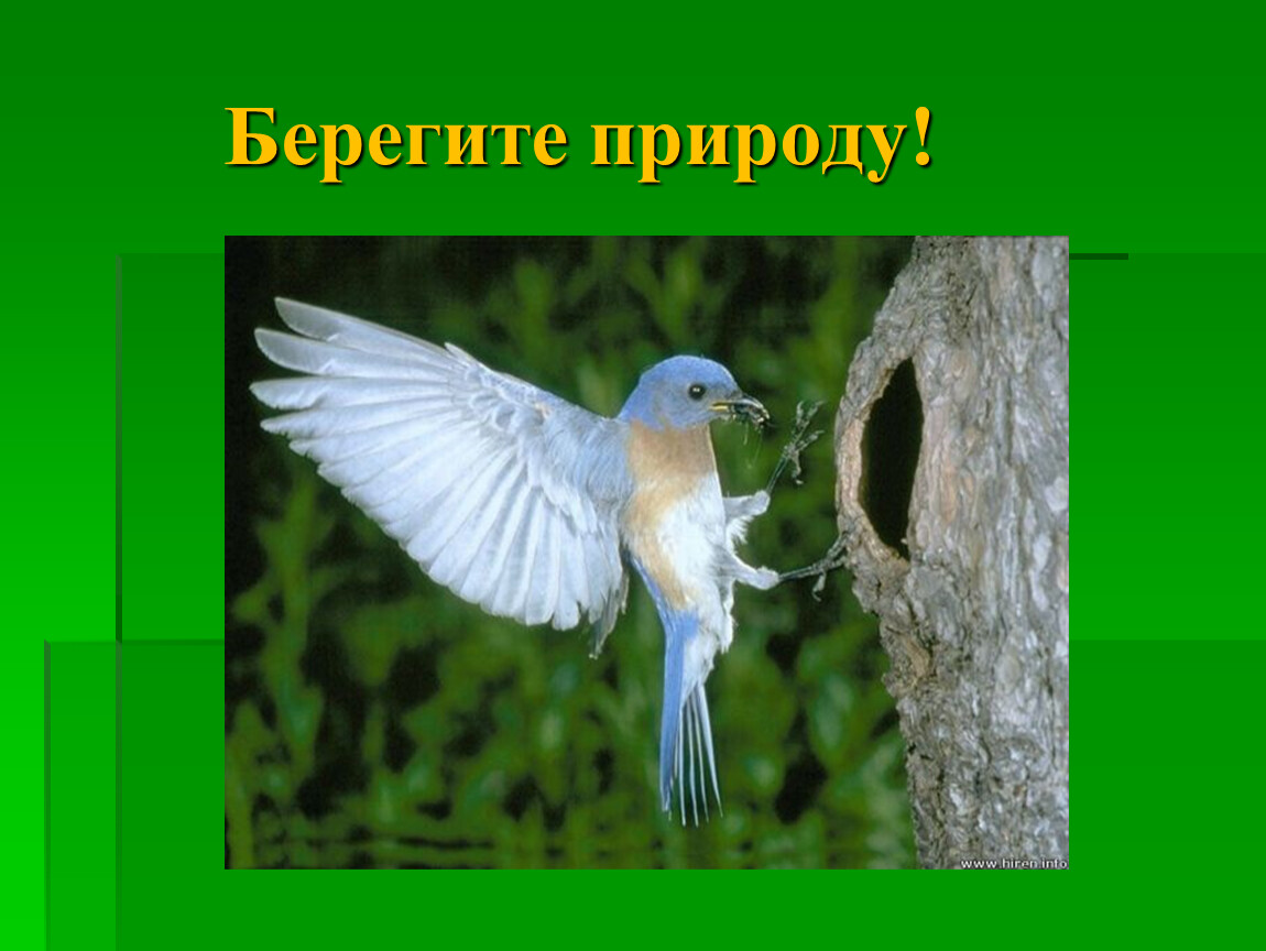 Берегите природу выступление 6 класс цифровой материал. Выступление на тему берегите природу. Выступлениетнатему берегите природу. Берегите природу доклад. Выступление на тему береги природу.