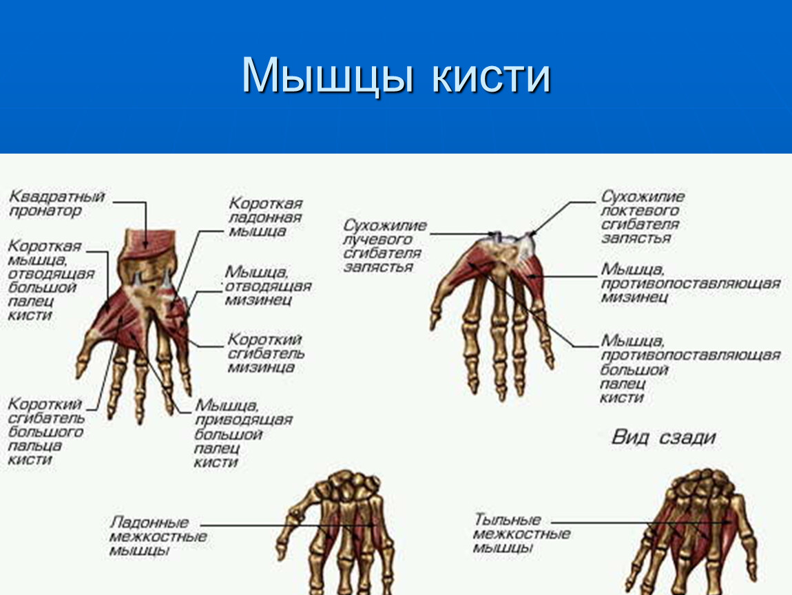 Мышцы кисти руки. Мышцы кисти анатомия таблица. Мышцы кисти руки человека анатомия. Мышцы возвышения большого пальца кисти таблица. Мышцы кисти ладонная поверхность.