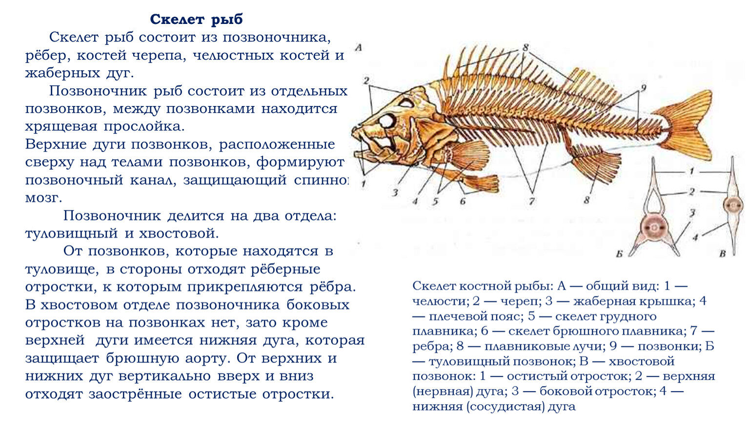 Скелет рыбы состоит из