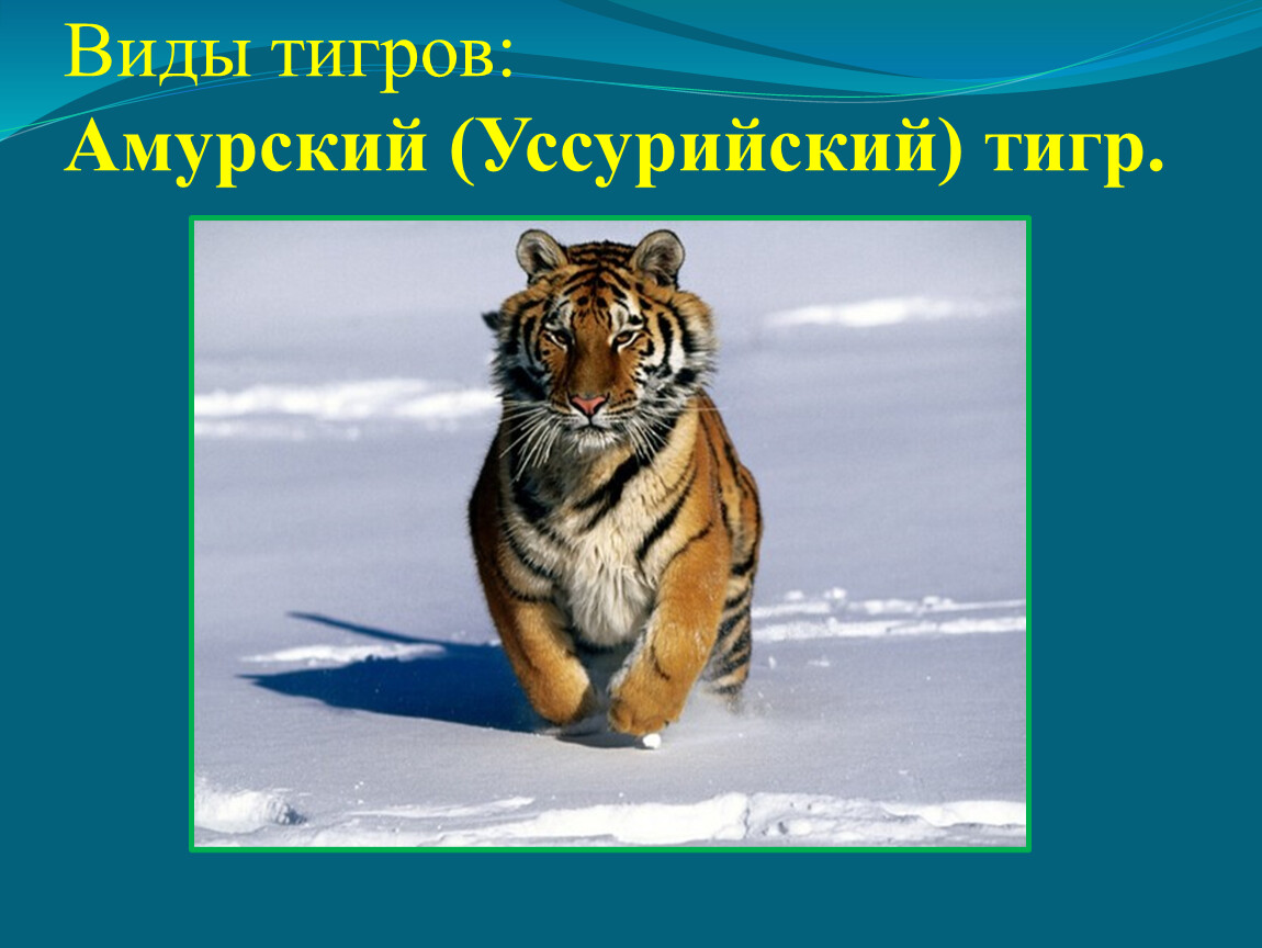 Названия видов тигров. Амурский тигр презентация. Тигр для презентации. Амурский тигр презентация 4 класс. Тигр типу.