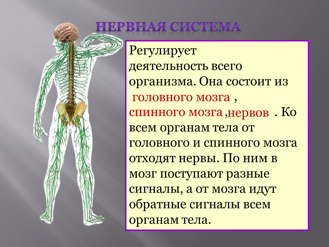Регулирует деятельность всего организма