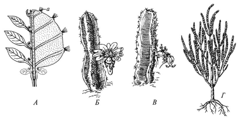 Строение кактуса схема