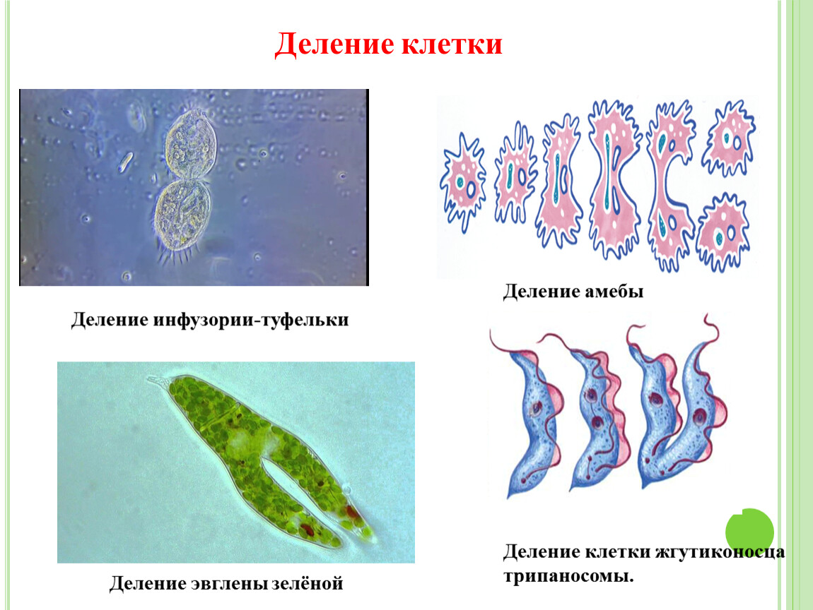 На рисунке изображено одно из проявлений жизнедеятельности амебы какое общее