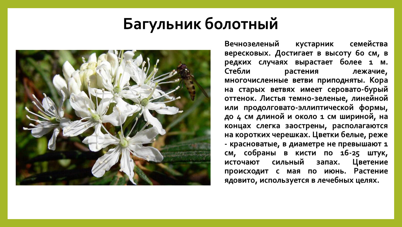 Лекарственные растения Новосибирской области фото и описание