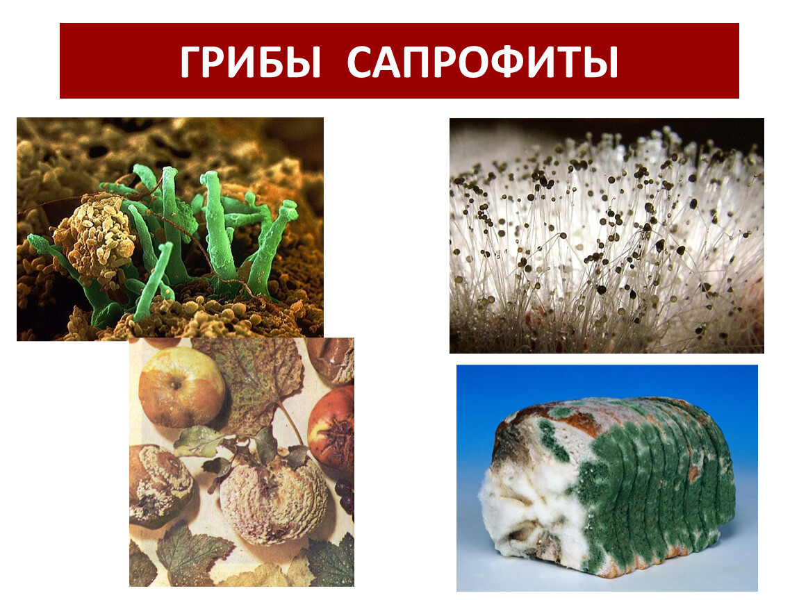 Сапротрофы роль в природе. Плесневые грибы сапрофиты. Грибы спорофиты. Грибы сапротрофы паразиты симбионты. Грибы сапрофиты 5 класс биология.