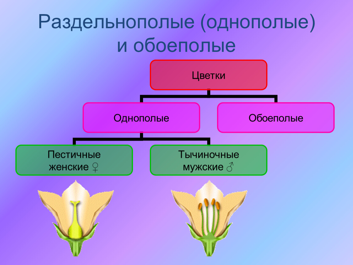 Признаки обоеполых. Обоеполые и раздельнополые цветки. Однополые цветки. Обоеполый или однополый цветок. Обоеполые цветки и однополые цветки.