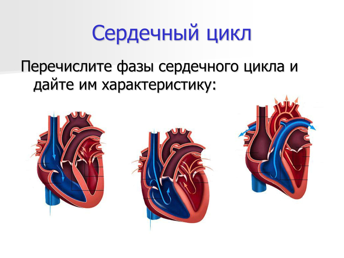 Сердечный цикл рисунок