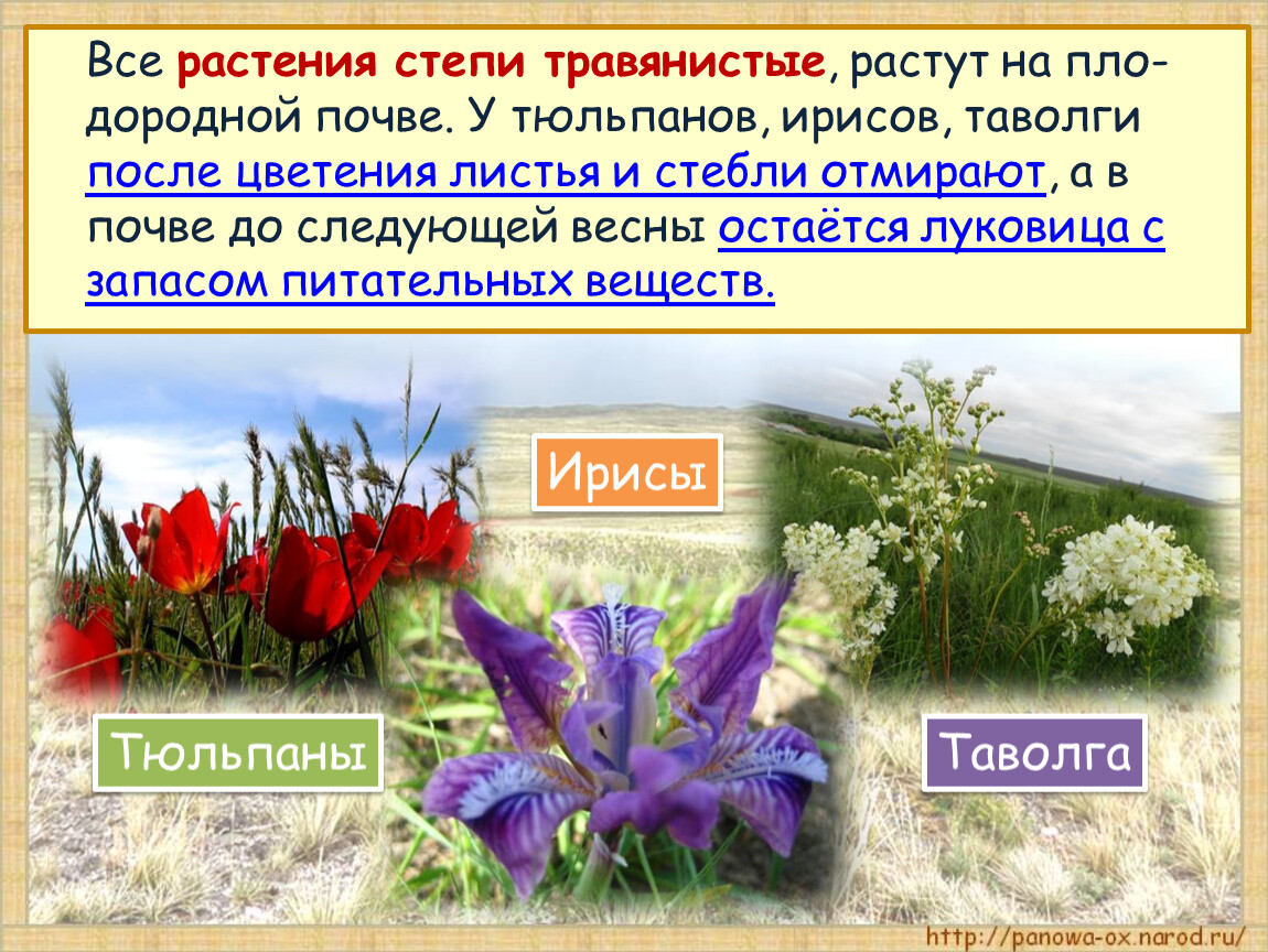 Тюльпан где растет природная зона. Растения степи. Травянистые растения степи. Растения Степной зоны. Степные растения России.