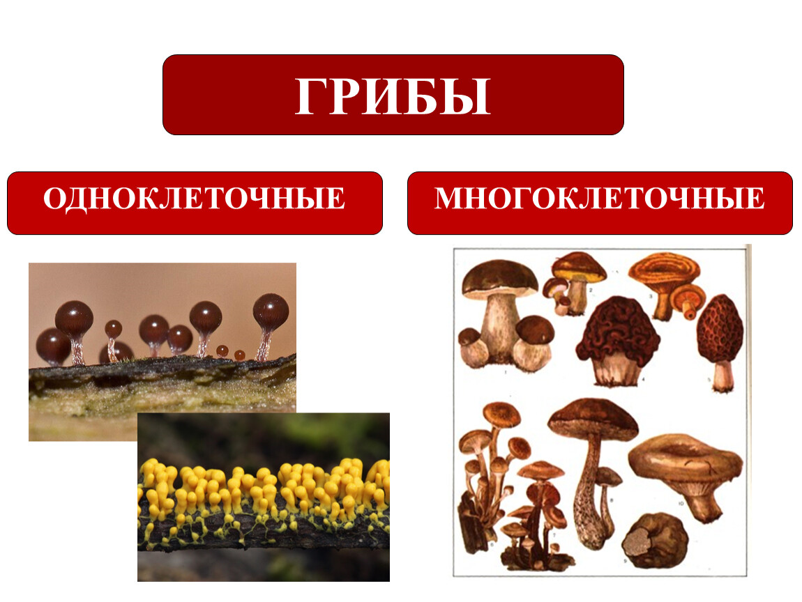 Признаки одноклеточных грибов