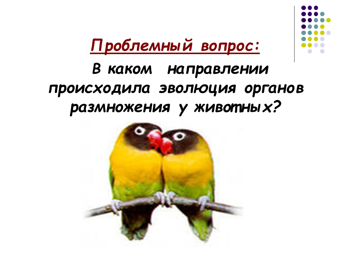 Продление рода органы размножения биология 7 класс презентация