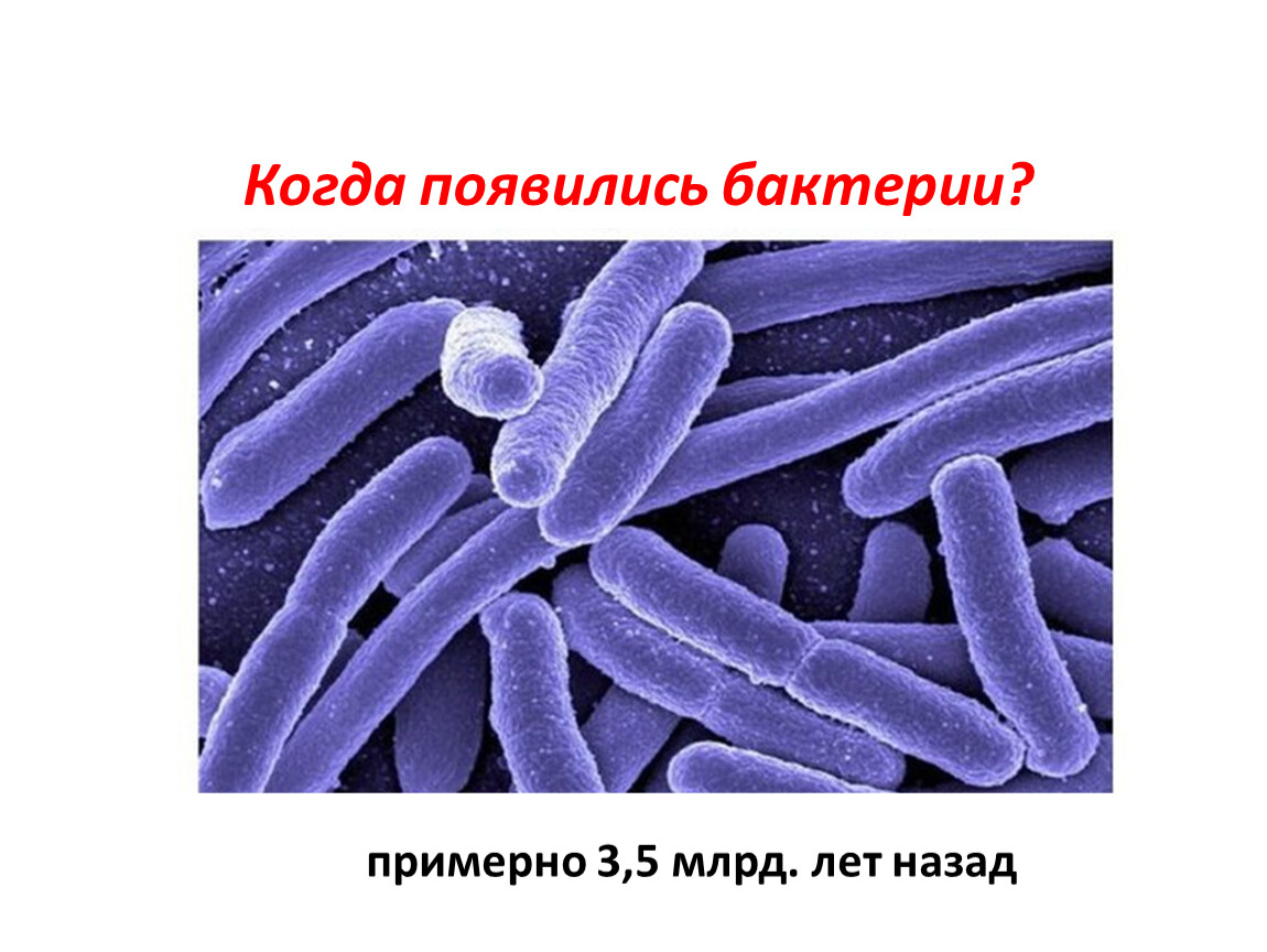 Урок биологии бактерии. Царство бактерий. Бактерии 5 класс. Бактерии 5 класс биология. Царство бактерий 5 класс.