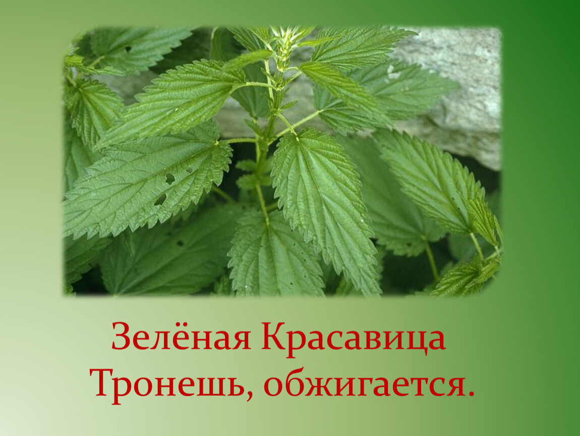 Травы у дома окружающий мир 2 класс. Трава у дома окружающий мир 2 класс. Трава у нашего дома. Трава у нашего дома 2 класс окружающий мир. Проект зеленая красавица.