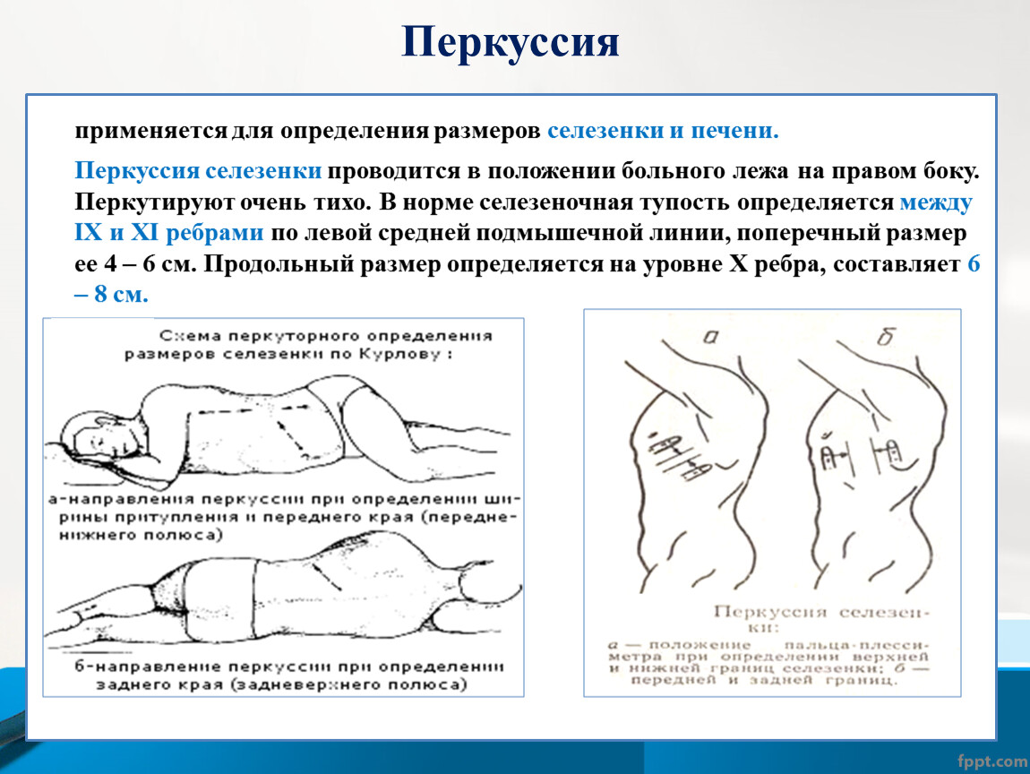 Селезенка по курлову. Перкуссия селезенки по курлову алгоритм. Границы селезенки у детей при перкуссии. Границы селезенки при перкуссии в норме. Перкуссия селезенки поперечник.