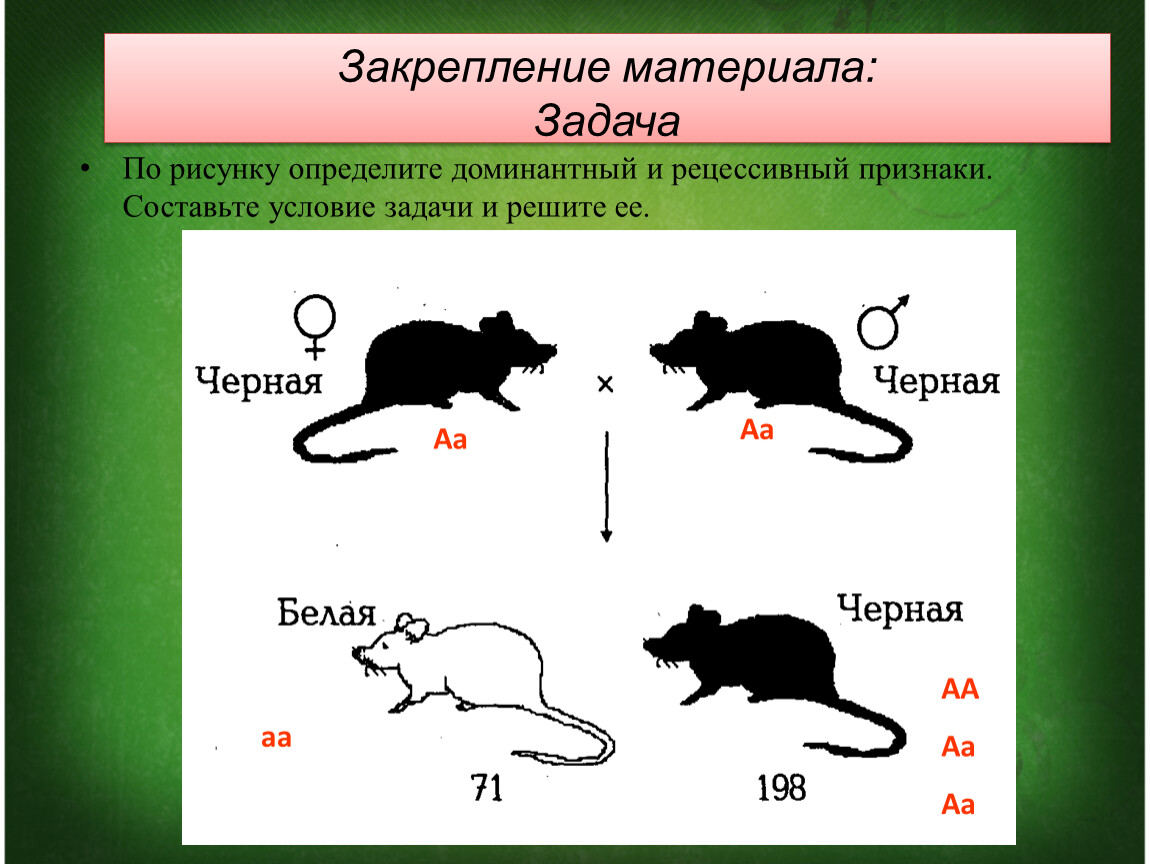 Доминантные признаки мыши. Рецессивный признак. Доминантные и рецессивные признаки. Задачи доминантные и рецессивные. Доминантные и рецессивные гены.