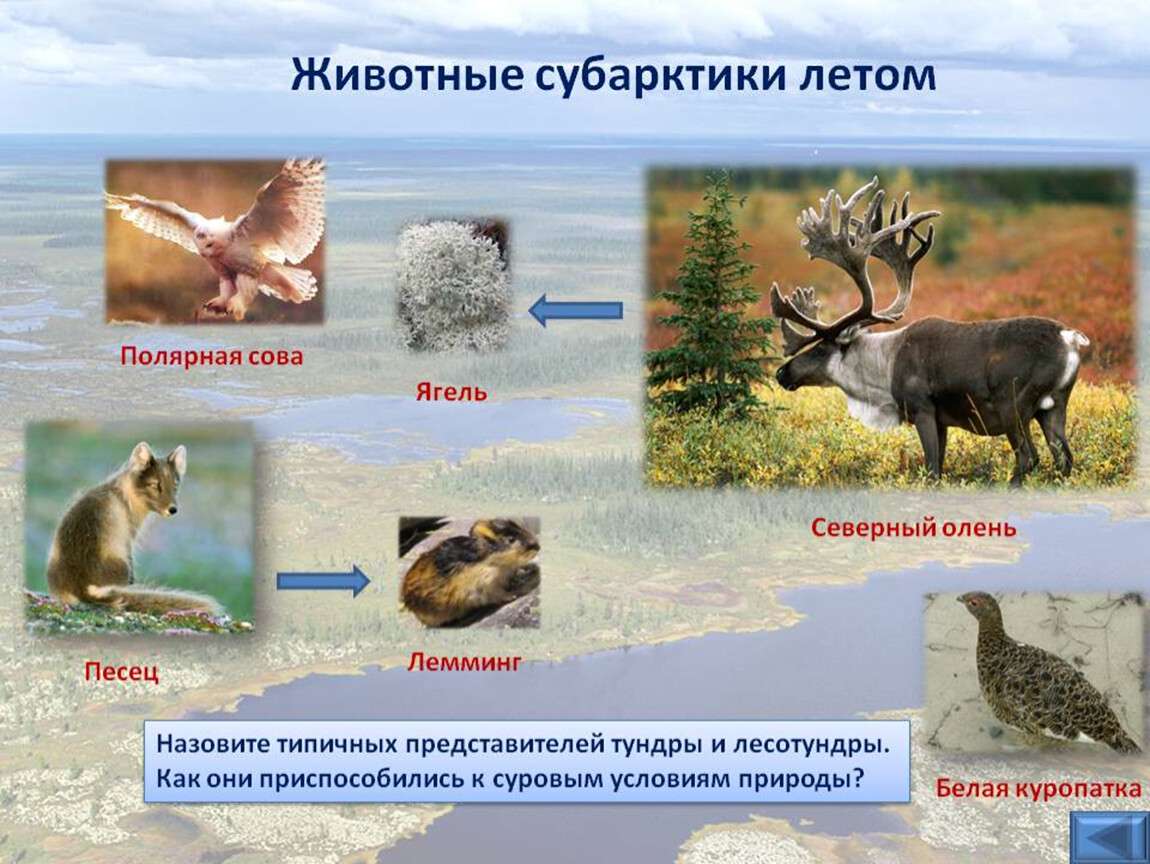 Урок 8 класс тундра. Обитатели тундры. Животные Субарктики. Обитатели лесотундры. Субарктика животный мир в России.