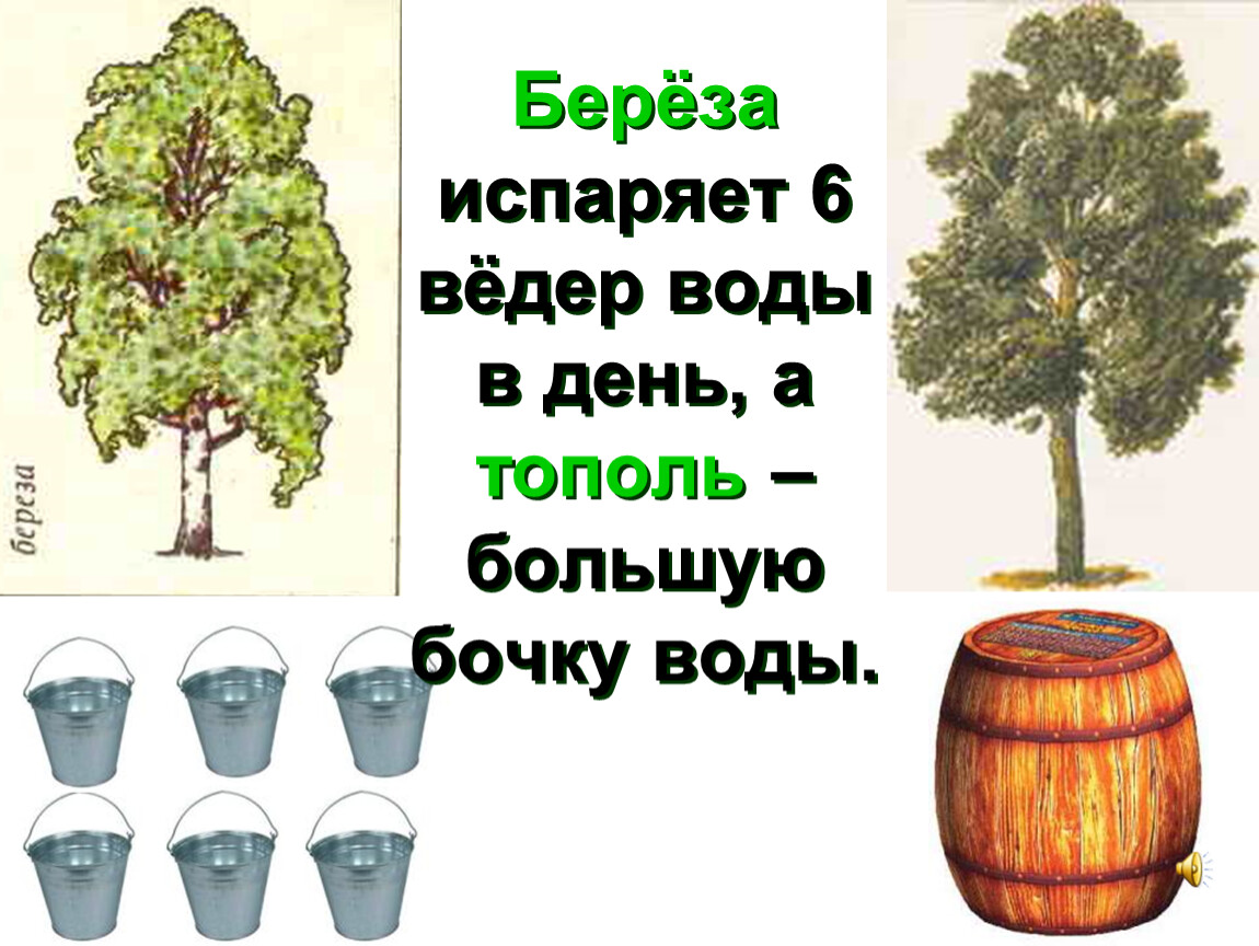 Какое дерево вода. Деревья поглощающие много воды. Береза летом испаряет воды. Деревья которые впитывают воду. Потребление воды тополем в сутки.