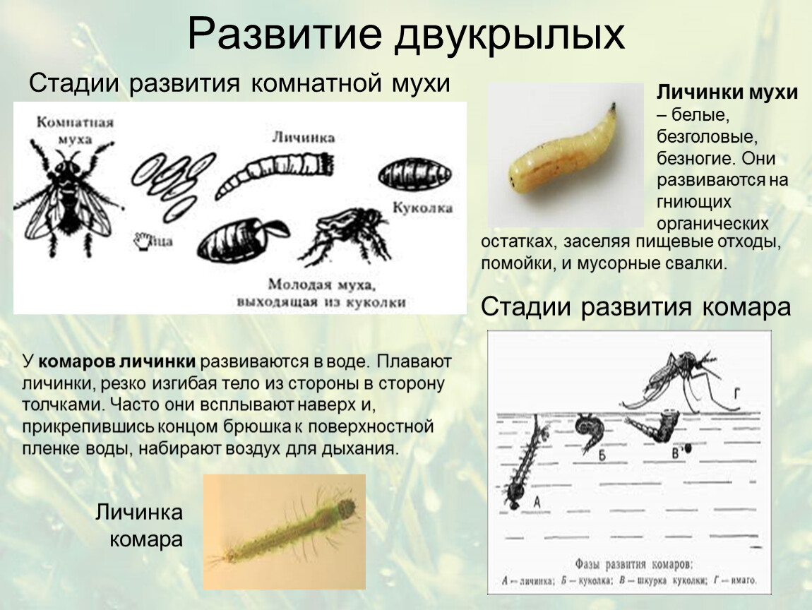 Тип превращения мухи. Цикл развития двукрылых насекомых. Личинка мухи схема. Личинки двукрылых цикл развития. Двукрылые Тип развития.