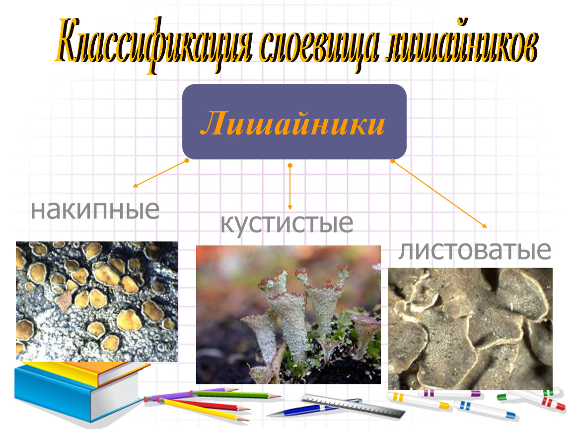 По способу питания лишайники относятся. Накипные лишайники. Накипные листоватые кустистые. Лишайники накипные листоватые. Накипные классификация.